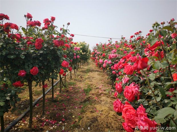 養(yǎng)花屆的新寵兒樹狀月季，月季樹如何養(yǎng)護？(圖1)