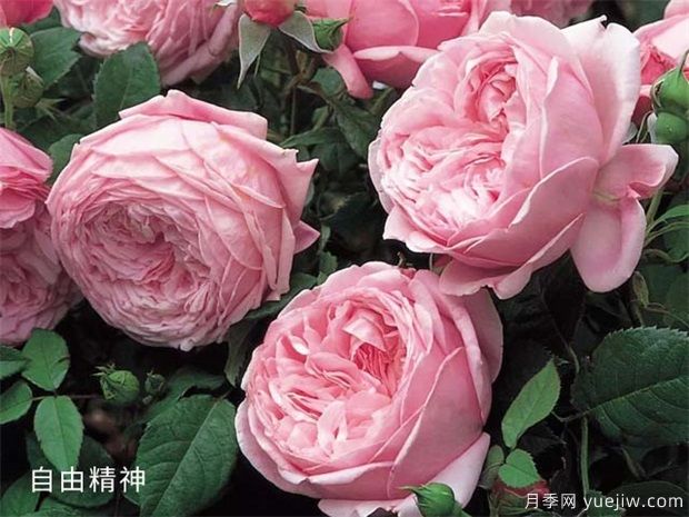 藤本月季哪個品種好？藤本月季種植小辦法(圖2)