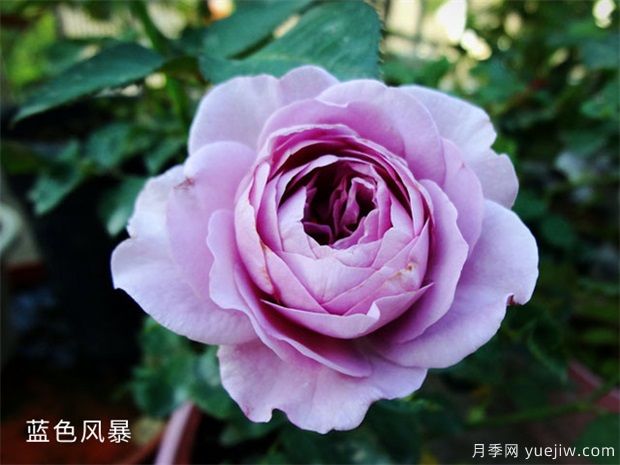 推薦5種藍(lán)色月季，網(wǎng)紅品種并且花量大花期長(zhǎng)(圖1)
