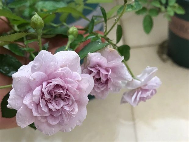 推薦5種藍(lán)色月季，網(wǎng)紅品種并且花量大花期長(zhǎng)(圖2)
