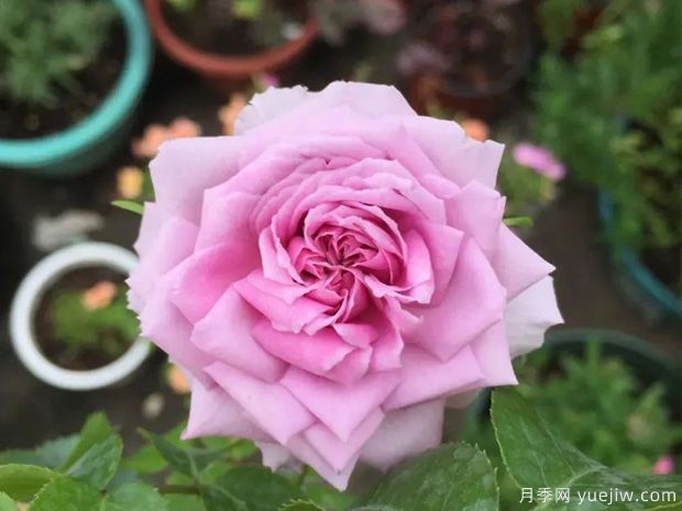 推薦5種藍(lán)色月季，網(wǎng)紅品種并且花量大花期長(zhǎng)(圖3)