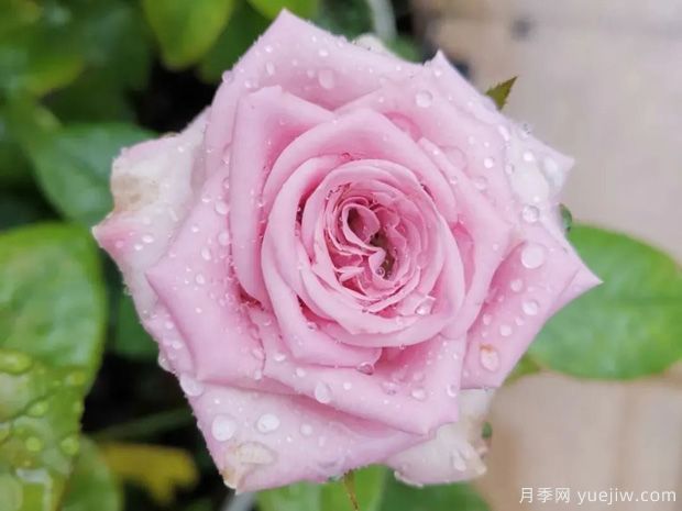 推薦5種藍(lán)色月季，網(wǎng)紅品種并且花量大花期長(zhǎng)(圖4)