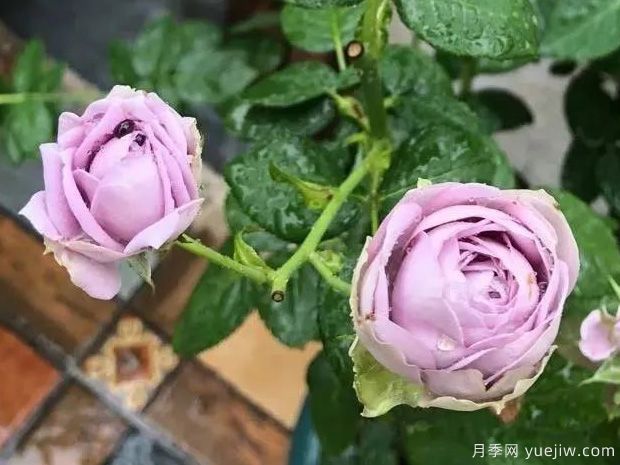 推薦5種藍(lán)色月季，網(wǎng)紅品種并且花量大花期長(zhǎng)(圖5)