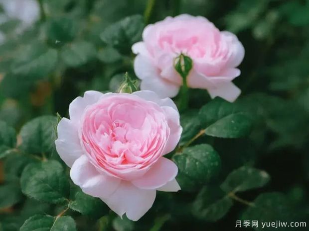 推薦8種灌木月季品種，經(jīng)典驚艷花量豐富(圖6)