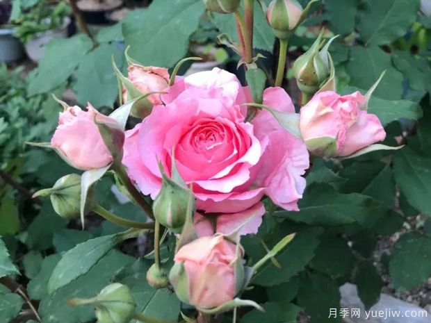 推薦8種灌木月季品種，經(jīng)典驚艷花量豐富(圖7)