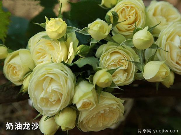 奶油龍沙微型月季應(yīng)該如何修剪？(圖1)