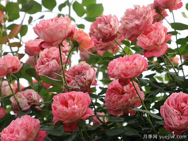 推薦5個(gè)抗病性強(qiáng)的藤本月季品種，新手輕松種植(圖1)