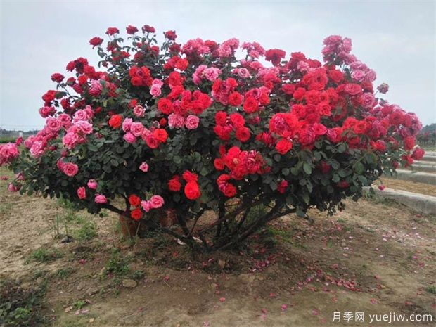 月季花苞到開花要多久？影響因素是什么(圖1)