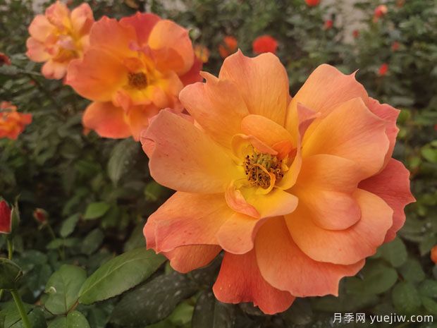 推薦8種豐花月季品種，抗病性強、花色美麗(圖5)