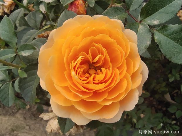 7個勤花好養(yǎng)殖的盆栽切花玫瑰，情人節(jié)讓愛更長久(圖1)