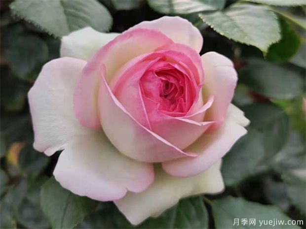 秋天月季養(yǎng)護(hù)小知識，秋季修剪和澆水與病蟲害防治(圖1)