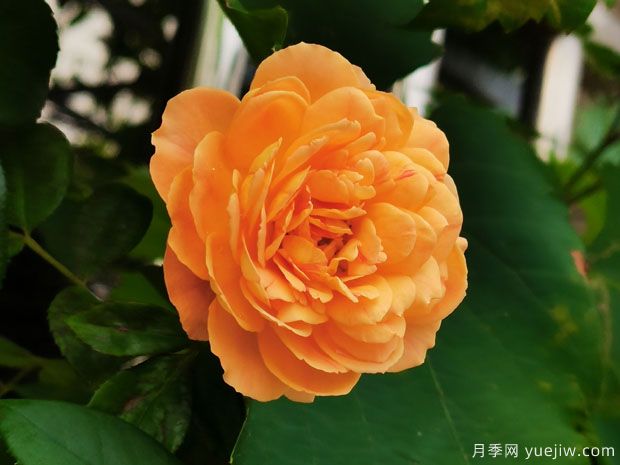 推薦11個(gè)小型藤本月季品種，2米以下適合小空間(圖3)
