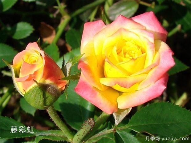 推薦11個(gè)小型藤本月季品種，2米以下適合小空間(圖5)