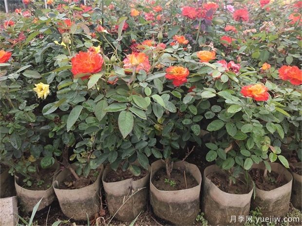 盆栽的月季花如何過冬？(圖1)