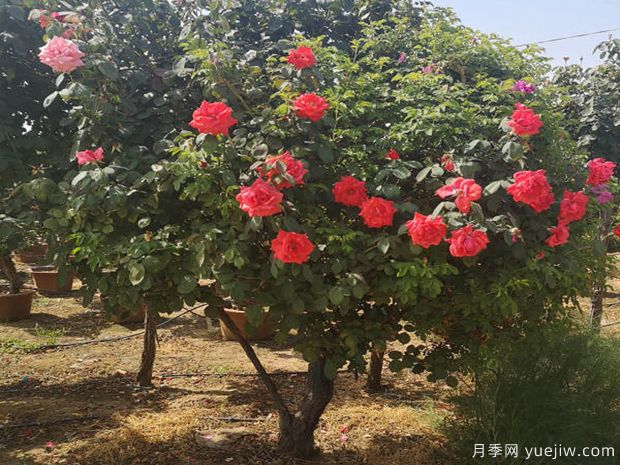 樹狀月季常見病蟲害及其防治辦法有哪些？(圖1)
