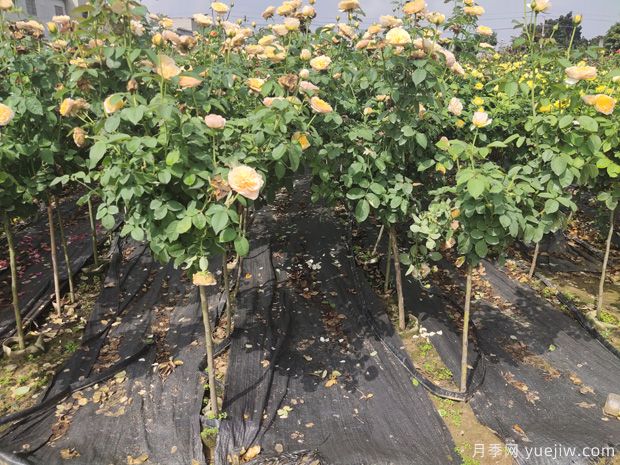 家中陽臺種植盆栽月季樹需考慮的實(shí)際情況有哪些？(圖1)