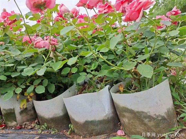 如何保證盆栽月季在夏季不缺水？月季夏季如何澆水！(圖1)
