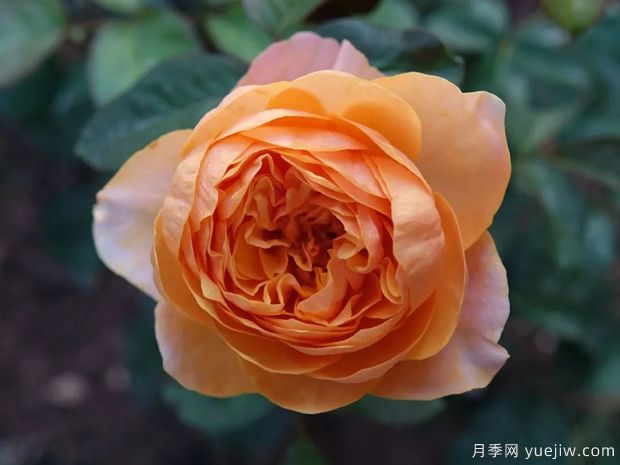 推薦全國(guó)花友公認(rèn)的十大好養(yǎng)好看的月季品種(圖3)