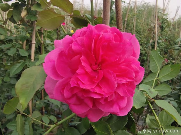 推薦全國(guó)花友公認(rèn)的十大好養(yǎng)好看的月季品種(圖4)