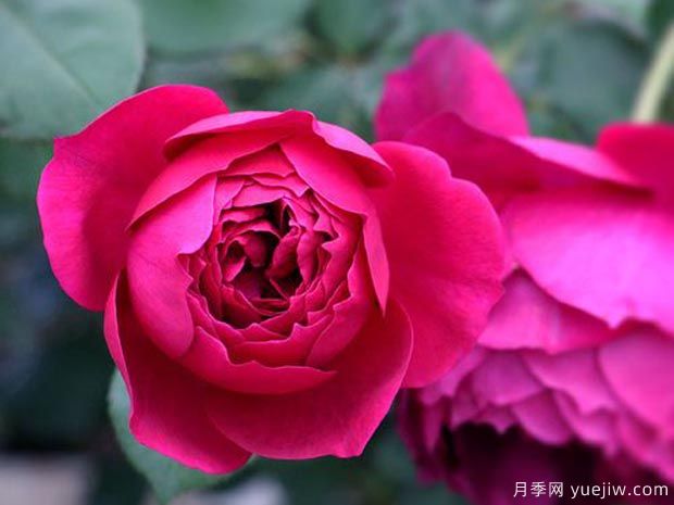 秋日胭脂月季介紹，花色豐富花型多變(圖2)