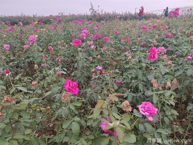 爬藤月季和薔薇有什么不同？哪個(gè)更漂亮？(圖1)