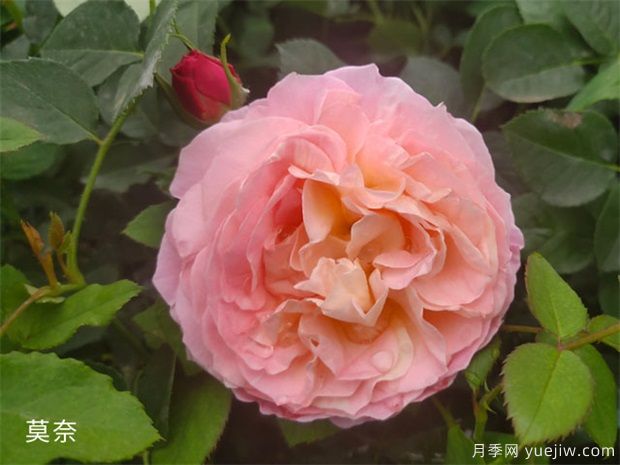 月季花施肥方法，月季養(yǎng)護如何施肥(圖1)