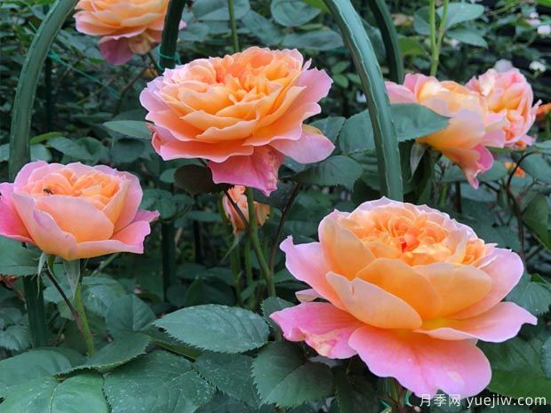 推薦8種藤本月季，抗病性強(qiáng)好養(yǎng)好看愛開花(圖6)