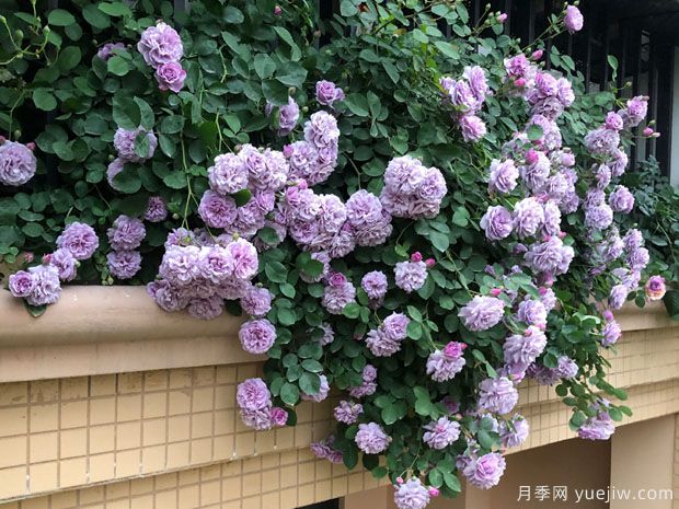 推薦2個藤本月季，粗放管理四季開花不斷(圖2)