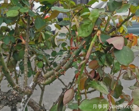 月季枝干上有許多小白點，可能是桑盾蚧在危害(圖2)