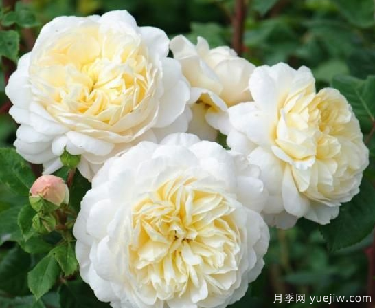 35個奧斯汀官方推薦的月季品種，抗病強長勢好開花多花友必選(圖1)