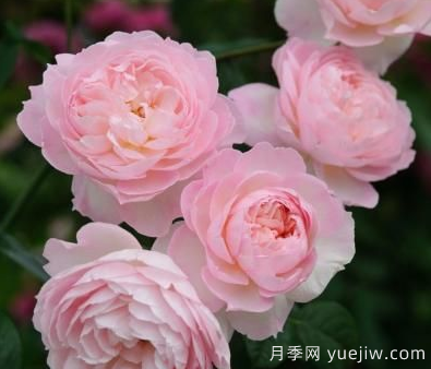 35個奧斯汀官方推薦的月季品種，抗病強長勢好開花多花友必選(圖5)