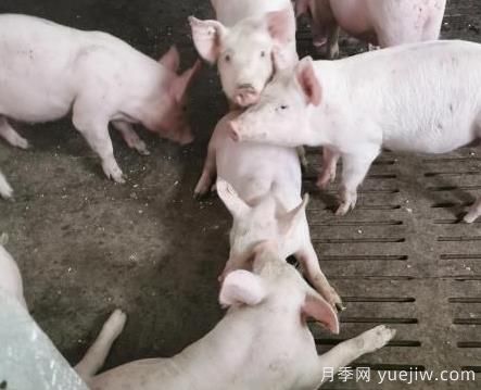 南陽(yáng)仔豬寄養(yǎng)的四大原則(圖1)