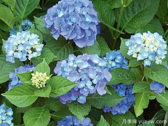繡球秋季養(yǎng)護方法，明年春枝繁葉茂開爆花(圖2)