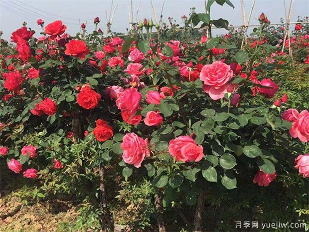 2021今冬明春河南要種哪些樹？全省可供140多種苗木超10億株(圖1)