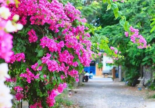三角梅是哪里的市花？三角梅市花的意義(圖1)