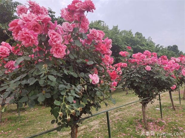 要使月季樹四季都花香，需做到以下幾點(diǎn)！(圖1)