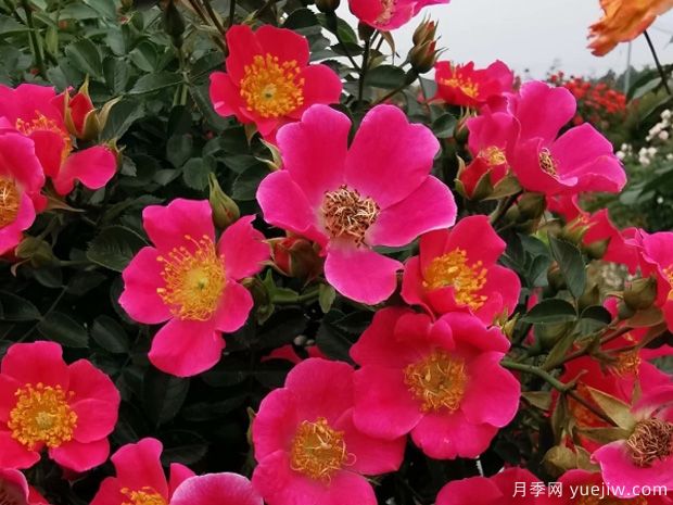 老祖宗留下的養(yǎng)花口訣，記住了，何愁花草長不旺！(圖1)