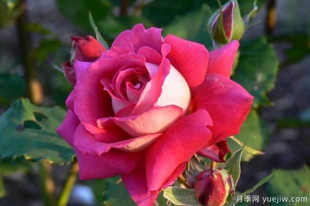 推薦5種紅色月季花，紅紅火火就選這幾個品種(圖3)