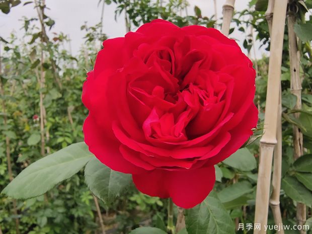 推薦5種紅色月季花，紅紅火火就選這幾個品種(圖1)