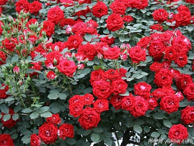 推薦5種紅色月季花，紅紅火火就選這幾個品種(圖2)