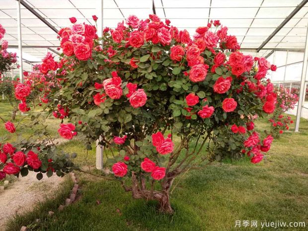 國際標(biāo)準(zhǔn)原冠苗是這樣種的！(圖1)