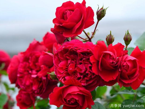 蒂娜VS紅龍VS玫瑰國度的天使，3款紅色藤本月季推薦(圖1)