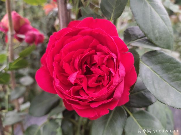 蒂娜VS紅龍VS玫瑰國度的天使，3款紅色藤本月季推薦(圖2)