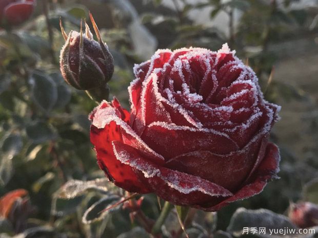 冬季月季花怎么養(yǎng)？月季花春天如何才能開爆花？(圖1)
