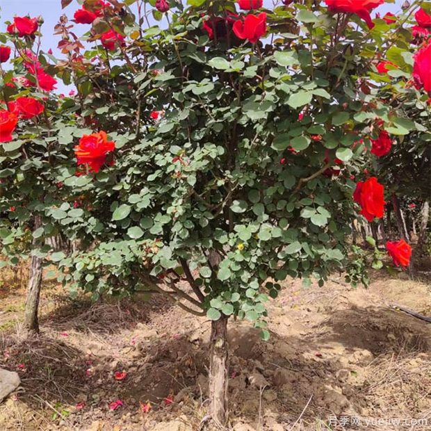 月季花該如何修剪？一定要小心仔細(xì)(圖1)