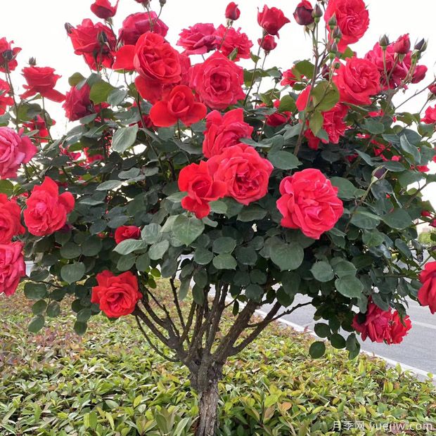 月季花長什么樣？月季花的形態(tài)特征(圖1)