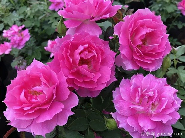 花期長達(dá)300天，天方夜譚月季的養(yǎng)護(hù)方法(圖1)