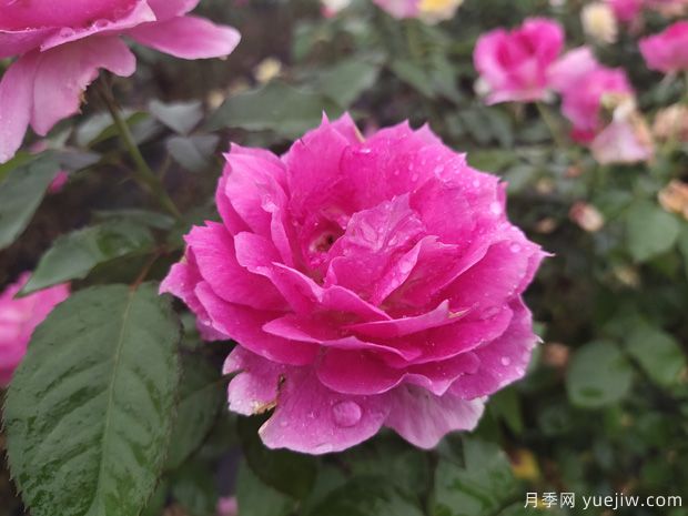 花期長達(dá)300天，天方夜譚月季的養(yǎng)護(hù)方法(圖2)