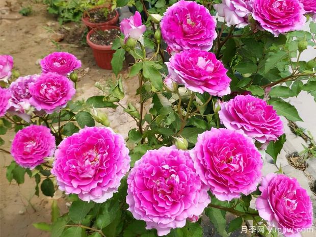 花期長達(dá)300天，天方夜譚月季的養(yǎng)護(hù)方法(圖3)