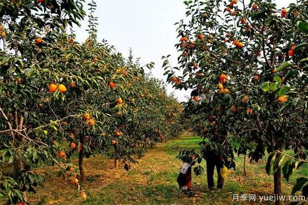 2022年***值錢緊缺苗木是什么？常見的苗木品種有哪些？(圖1)